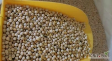 Sprzedam 200ton GROCH ŻÓŁTY waga na miejscu, załadunek luzem 20min (nie big bag)