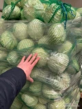 Sprzedam kapustę białą. 15 t. 1-3 kg. Worek. 