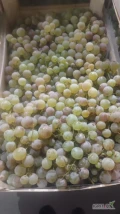 Sprzedam winogrono, zielone, odmiana: Suruceni, Mołdawia, 20 ton, klasa: II - przemysł