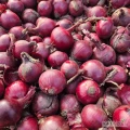 sprzedam cebulę czerwoną