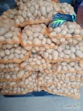 Vând cartofi Soraya. Cartofii sunt stivuiți pe paleți, câte 75 pe sac, legați împreună. Încărcați cu motostivuitorul. Cantitate:...