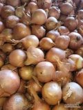 Sprzedam cebulę 5-8 big bag obcięta po koszu stole i obcinarce około 22 ton przygotowane do odbioru 