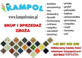 Kupię: GRYKĘ. Każda ilość, najlepiej całosamochodowe, z dostawą do 97-438 Rusiec lub szybki odbiór na terenie całego kraju, szybka...