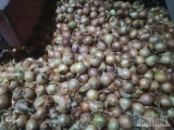 Sprzedam cebulę w kalibrze 3-5 ławica nie fazorowana. Około 300-400 kg. Opakowanie do uzgodnienia. Na wysadke lub do jedzenia. Cena 10...