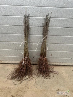 Sprzedam duże ilości podkładki Antypki popiel . Ok. 100tys sztuk.    Cena 0.30zł do negocjacji.    W ofercie posiadam także różne odmiany drzewek jabłoni.    Pozdrawiam 