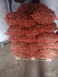 Sprzedam marchew brudną odpadową. Cena 20 gr. 