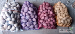 Sprzedam ziemniaki jadalne odmiany Bellaroza, Redsonia, Królowa Anna, Magnolia.