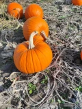 Sprzedam dynie halloween, posiadam około 1hektar ilości tirowe cena do uzgodnienia 