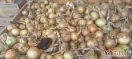 Sprzedam cebulę odmiany herkules kal. 4.5 -8 