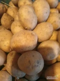 Sprzedam ziemniaki jadalne Soraya kal.35-45mm 