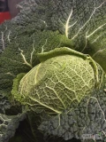 Sprzedam kapustę włoską odmiany Wirosa. Kapusta przechowywana w chłodni, zdrowa i zielona. Kalibraż i pakowanie do uzgodnienia....