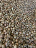Cebula ŻÓŁTA na pakowanie i obieranie. Siewka, twarde odmiany, 60-70% 60mm+.Ilości tirowe, import, dostawa do klienta. Co tydzień nowe...