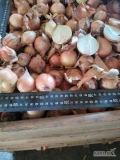 Sprzedam cebule na wysadke szczypiorek nie faszerowana kaliber 30-50mm ilość 2t 50 gr. kg