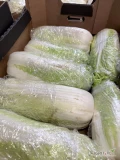 Sprzedam 3 tony kapusty pekińskiej w II klasie - na szatkowanie itp. Import Ukraina. Kaliber od 0.6 do 1.8kg