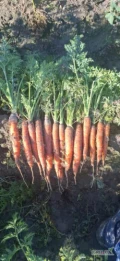 Sprzedam jadalną marchewkę 