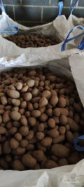 Sprzedam ziemniaki Soraja 45+ duże ilości.. opakowanie big bag, cena do uzgodnienia..