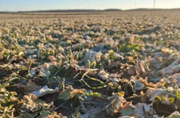 Jaka będzie presja szkodników w uprawach rzepaku?
