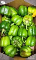PAPRYKA ZIELONA 