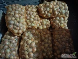 Sprzedam cebulę odmiana Hybella kal 5-8 worek 15kg