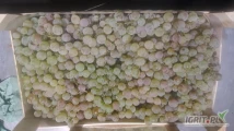 Sprzedam winogrono mołdawskie, odmiana: suruceni, klasa 2, cena 1 zł/kg 