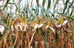 2026 – rok średnio wczesnych i średnio późnych mieszańców