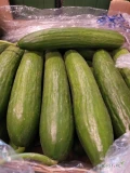 Ogórek 5kg szklarniowy 16-18 cm Turcja- świeża dostawa Katowice