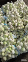 Sprzedam młoda cebule obraną, kaliber5-7, worek wiązany 5kg