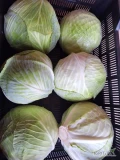 Sprzedam kapustę białą w główkach 1-4 kg. 