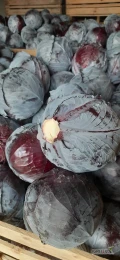 Sprzedam kapuste czerwoną jakość marketowa kaliber 1-4 kg przewaga 2-3 kg ilości tirowe lub mniejsze, możliwość transportu po 3,5...