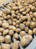 Sprzedam Ziemniaki żółte Gala 45+ do pakowania, mycia lub obierania, big bag  ilości tirowe 