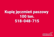 Kupię jęczmień paszowy 100 ton. Odbiór z gospodarstwa. Gotówka. 518-048-715