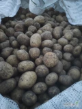 Sprzedam ziemniaki Riviera Catania Ignacy Jurek kal 3-5. Opakowanie do uzgodnienia.