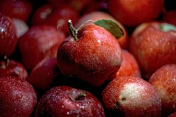 WAPA: większe zapasy jabłek rok do roku
