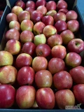 SPRZEDAM za wagę, lub naszykuje w dowolne opakowanie Fuji(około 4-5 ton) Jabłko dobrze wybarwione, tylko 10-15% poniżej 70, reszta 70/80...