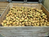 Sprzedam cztery skrzynie gruszki konferencji 1.8 kg za wagę skrzyni lub naszykuje w universalkę 2 zł kg zdjęcie obok gruszka twarda...