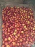 Sprzedam drobne czerwone jablko .20 ton .