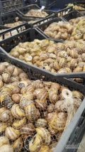 Sprzedam ślimaki helix aspersa maxima, ilości paletowe