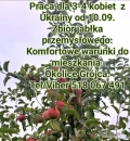 Zatrudnię 4 kobiety z Ukrainy do zbioru jabłek. Praca od zaraz z zakwaterowaniem. Okolice Grójca. kontakt 518 067 491
