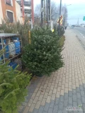 Jodły kaukaskie kościelne 400 -600 cm. 