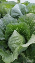 Sprzedam młodą kapustę, ważącą od 1kg do 2 kg w miejscowości Kłocko. Odbiór na miejscu lub dowóz w obrębie 10km