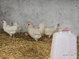 Witam serdecznie posiadam na sprzedaż roczne kury zapraszam do kontaktu pełne opierzenie bardzo dobra niesnosc rasa Sonia.  Zapraszam 