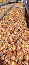 Cebula żółta na worek. Kl 1.65%6+, fazor, zdrowa, twarda z chlodni. Ilości tirowe. Import. 