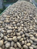 Sprzedam ziemniaki jadalne z parchem paszowe odpadowe ilość 10ton