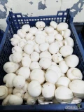 Sprzedam pieczarkę biała luz w skrzynkach 3kg 