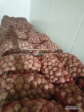 Sprzedam ziemniaki bellaroza i Queen Anna 35-50mm. 