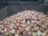 Sprzedam cebule na obieranie, import , 40/90 mm, 26 ton