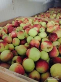 Sprzedam jabłko odmiany Ligol za wagę w skrzyni, około 90 skrzyń 
