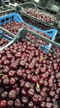sprzedam wiśnie przemysłową, 40 ton, kal. 18+