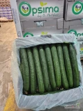 Long cucumber for export from Thessaloniki (Greece).