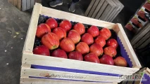 Kupie Red Delicious, Red Prince.najadared Golden Tylko KA. Zapraszam do kontaktu, wszystkie szczegóły pod numerem